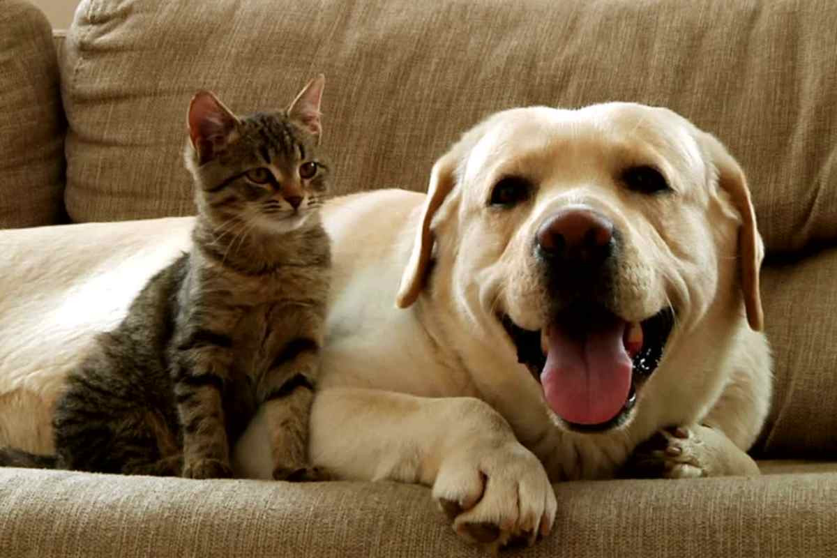Bonus Animali