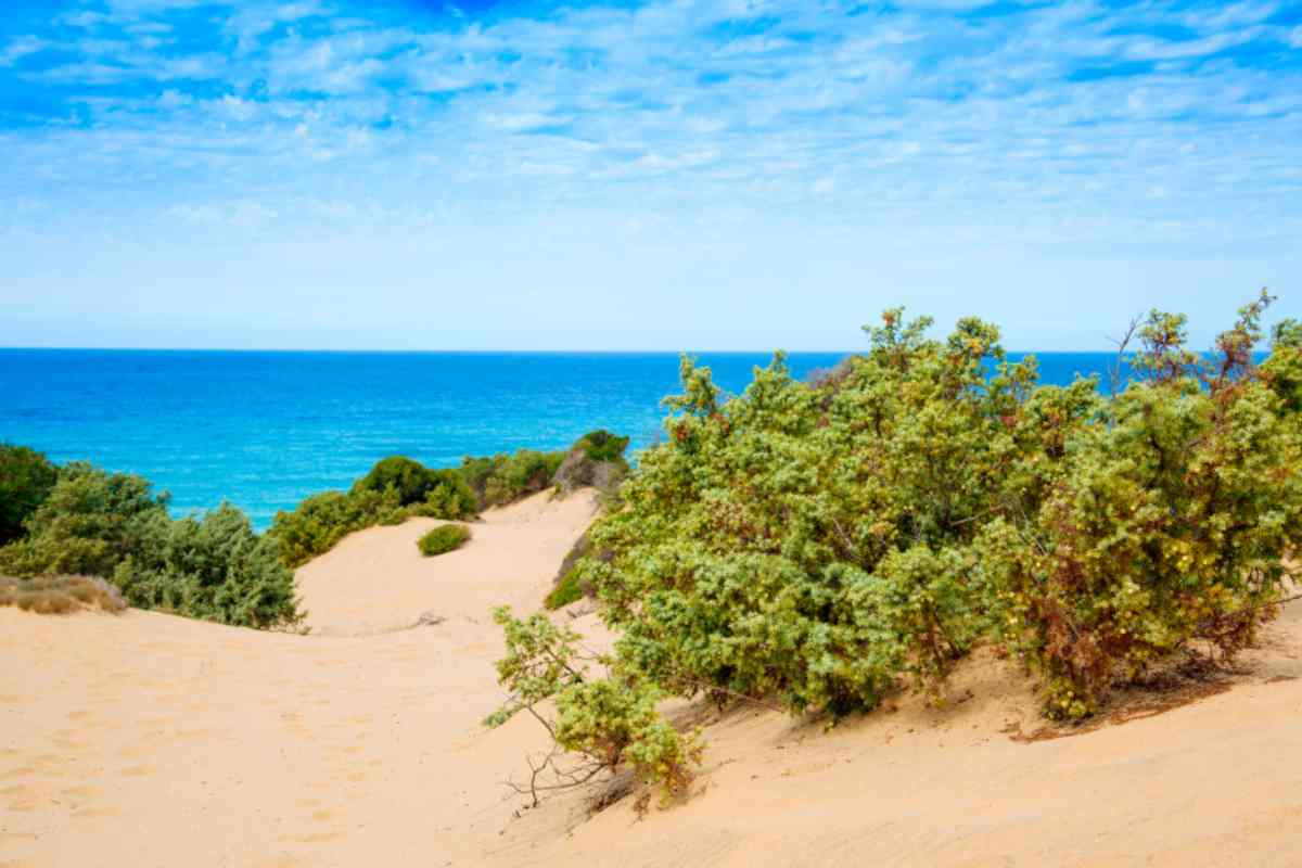 Dune