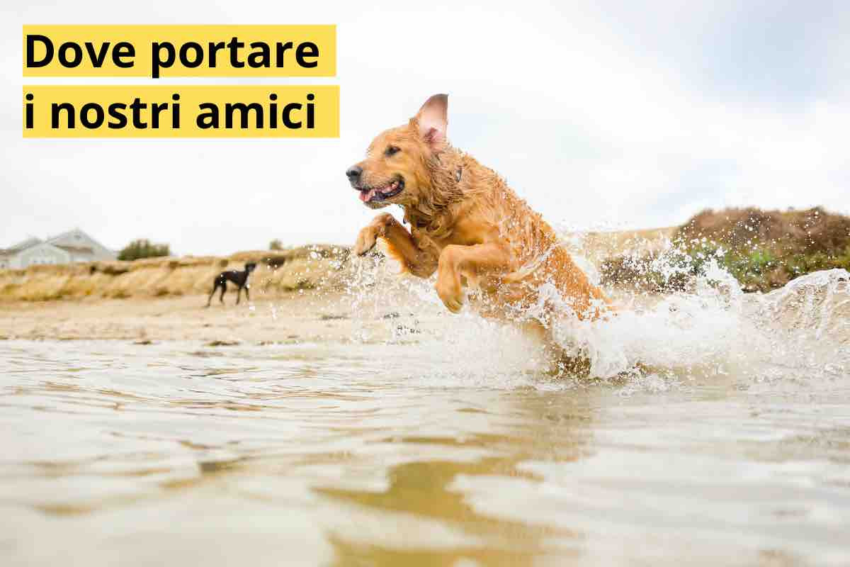 animali in spiaggia