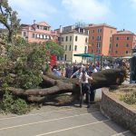Un albero crolla a piazzale Roma: dieci feriti, uno in gravi condizioni a Venezia