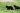 Orso