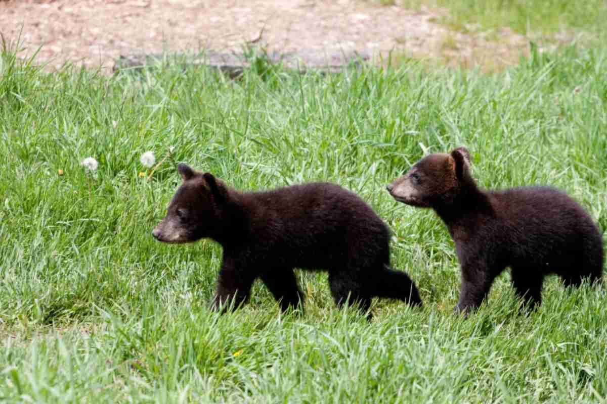 Orso