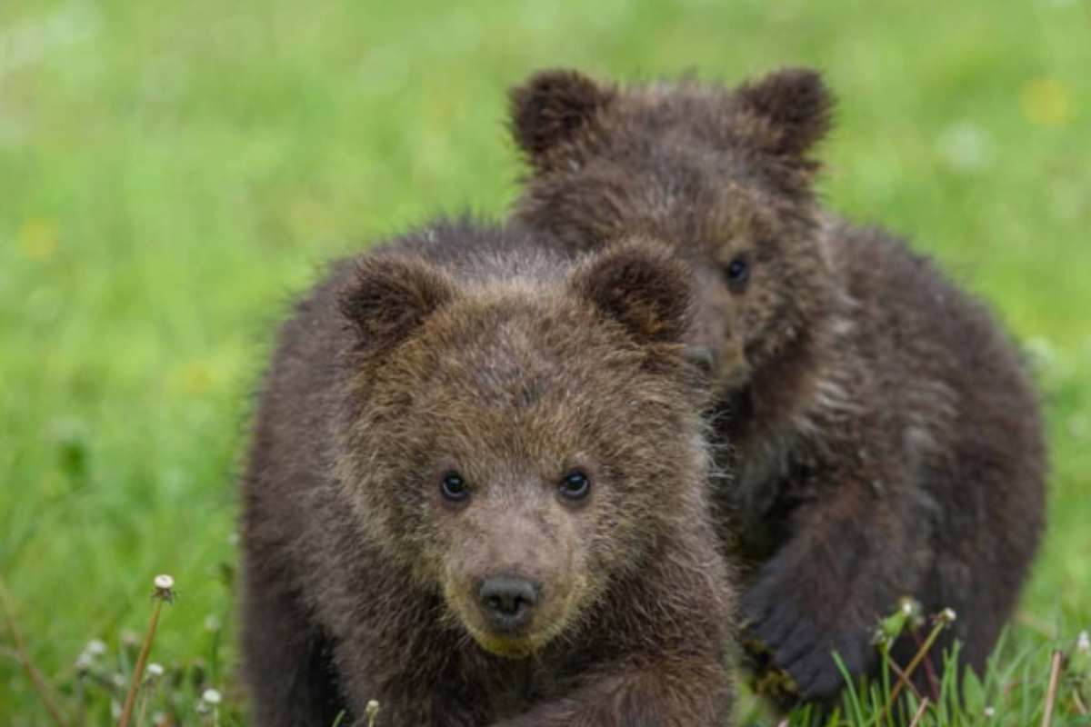 Orso