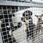 Cane sgozzato a Naro, arrestato un uomo: parte la legge Brambilla contro i maltrattamenti