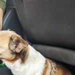 Cane smarrito blocca la statale 242 in Val Gardena: turisti romani salvano l’animale e fermano il traffico