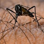 Caso di dengue a Colle Val D’Elsa: rilevamento a Gracciano e interventi di emergenza sanitaria