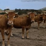 Il Consiglio Di Stato conferma l’abbattimento di 500 bovini nel Sassarese per focolaio di dermatite nodulare contagiosa