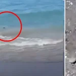 Invasione Di Topi a Lacco Ameno: turisti in fuga tra hotel e spiagge di Ischia