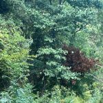 Scoperta maxi piantagione di canapa indiana nel Parco Nazionale Del Fiume Lao