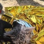 Vigili del fuoco salvano gattino caduto in vascone d’acqua a San Sperate, ruolo chiave di tre ragazze e carabinieri