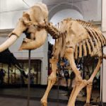 Il Museo Regionale Di Scienze Naturali Di Torino segna un agosto record con 46 mila visitatori e nuovi spazi in arrivo