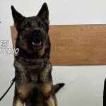 Maxi sequestro di hashish a Bolzano: arrestato 58enne con oltre 8 chili di droga in casa
